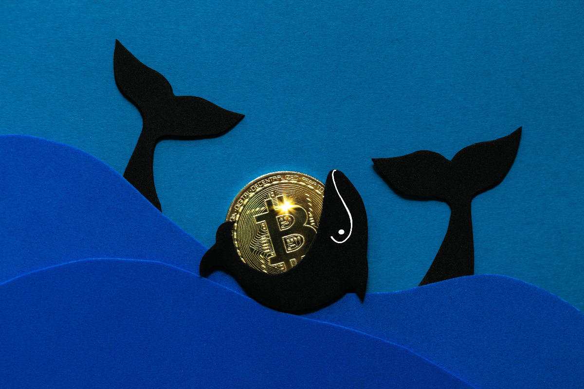 Bitcoin Whales’ Accumulation Trump’s Inauguration